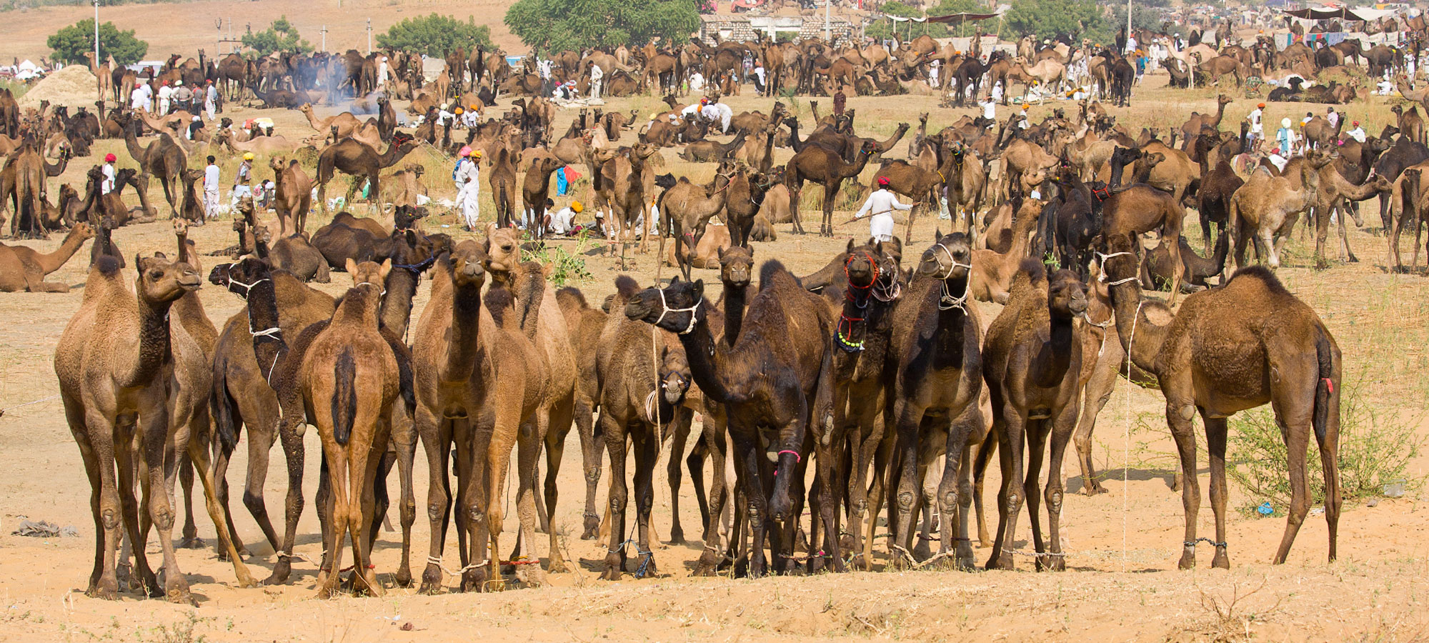 Pushkar Festival