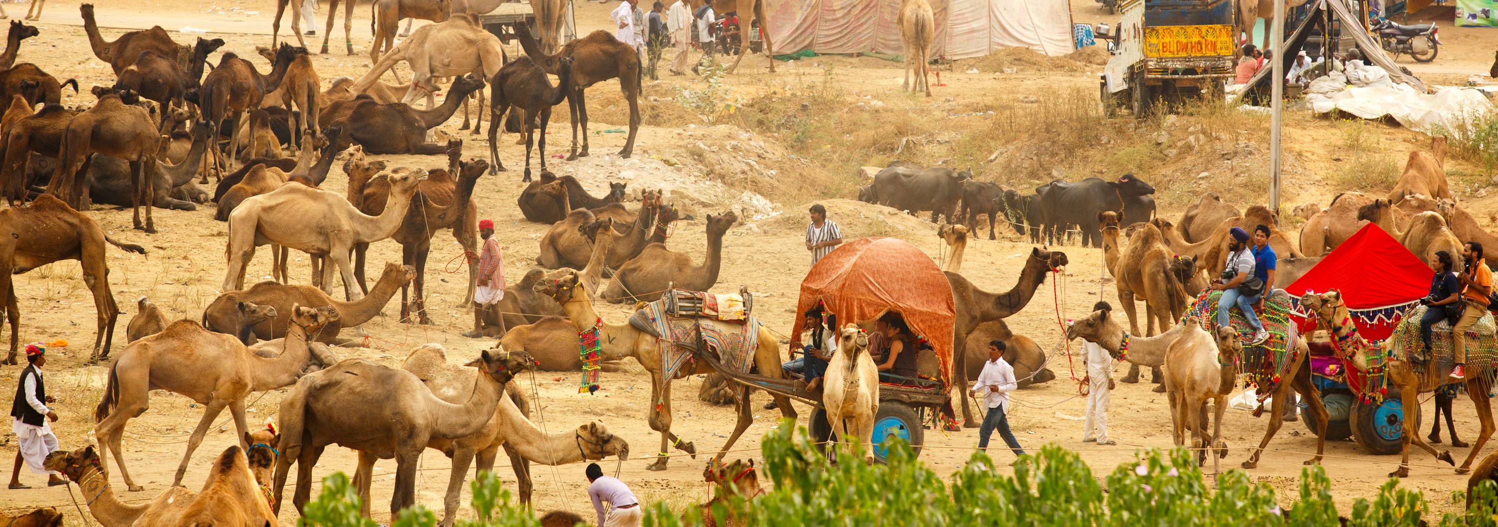 Nagaur Festival