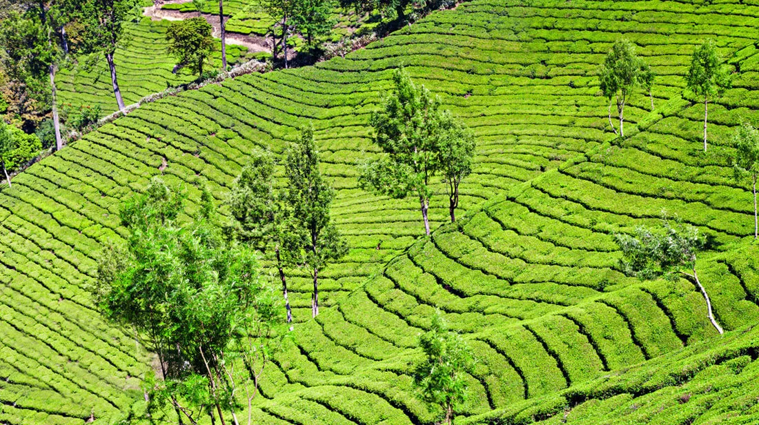 tea-garden-munnar