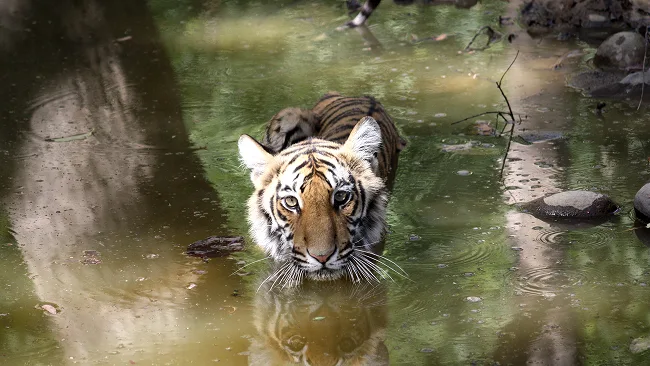 Golden Triangle with Tigers
