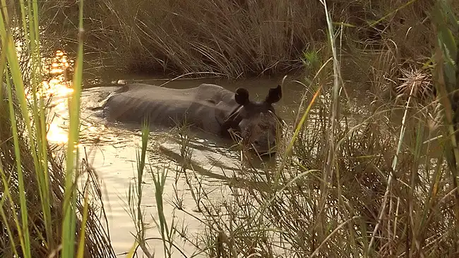 kaziranga-national-park-kaziranga-national-park