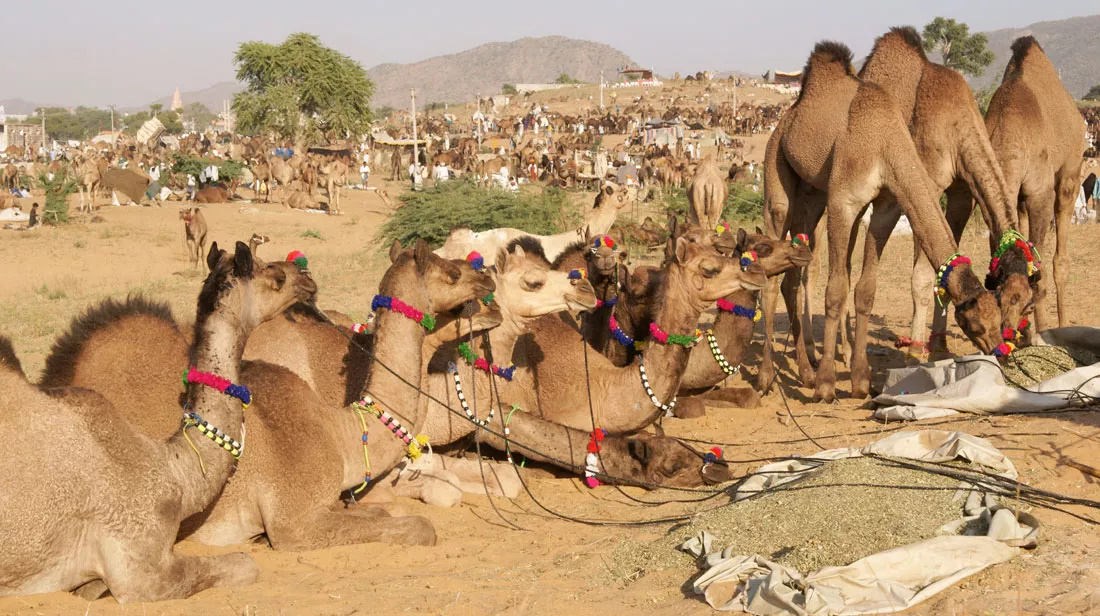 pushkar-festival