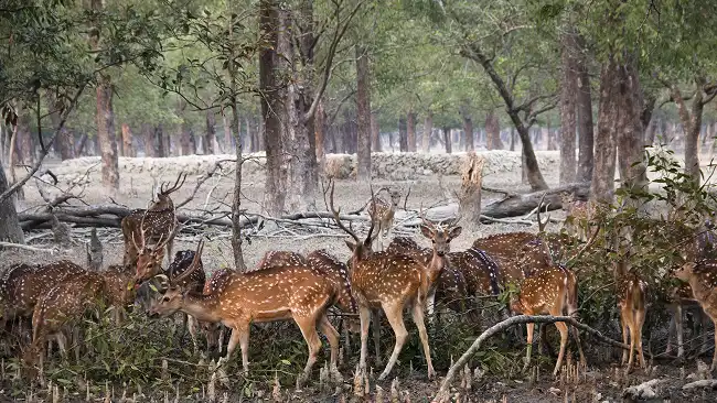 sundarbans-national-park-kolkata