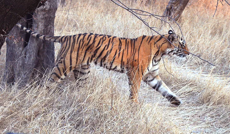 ranthambore-national-park