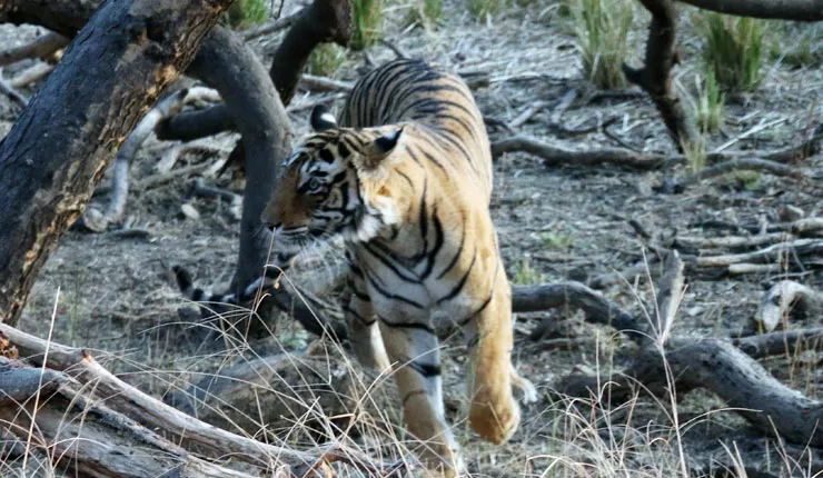 ranthambore-national-park