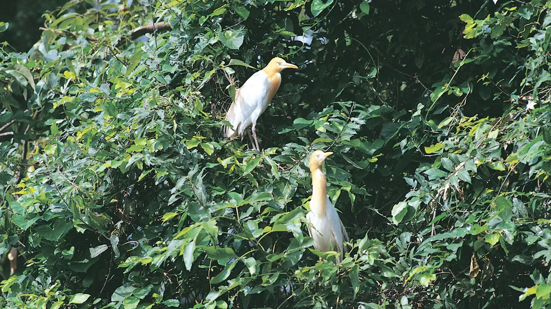bird-sanctuary-kumarakom