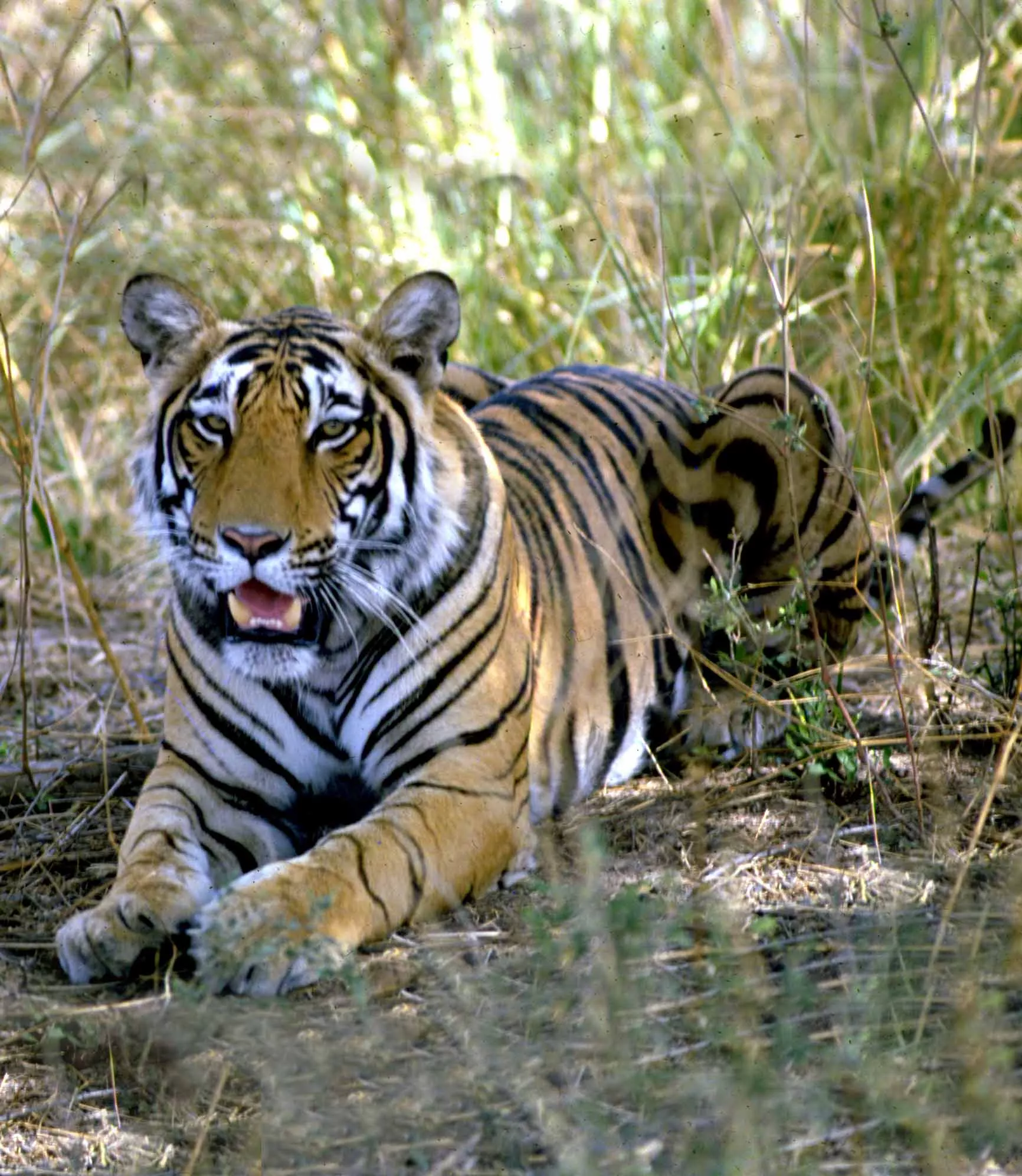 Ranthambore National Park