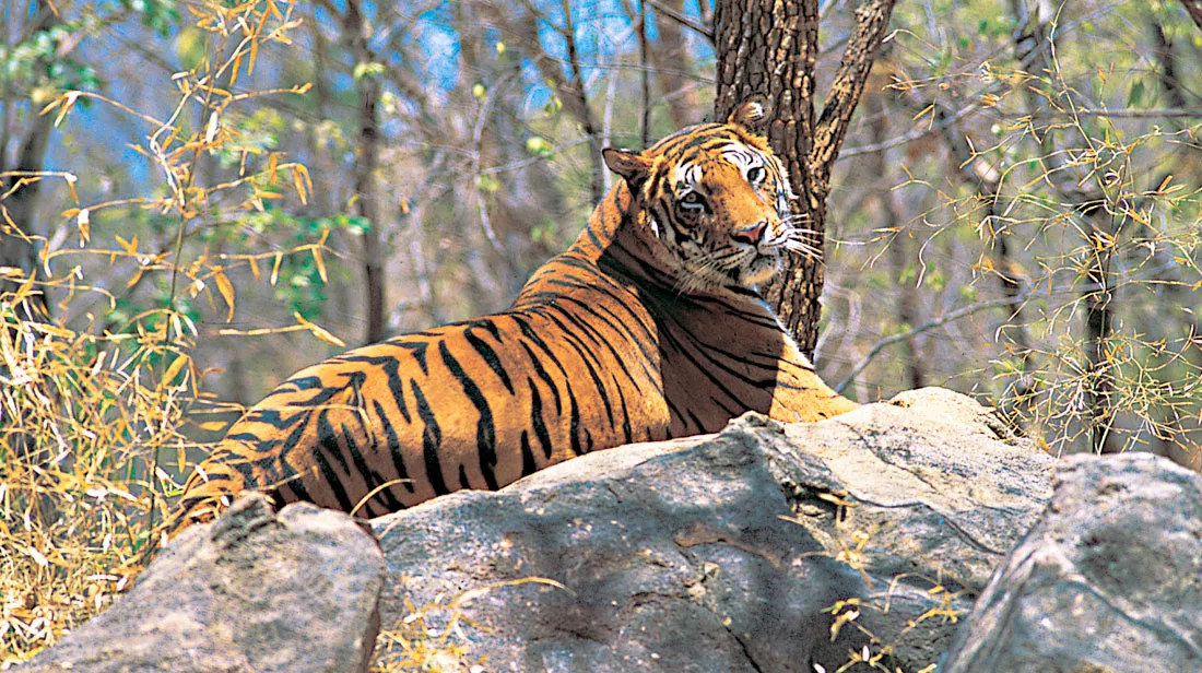 periyar-national-park-thekkady