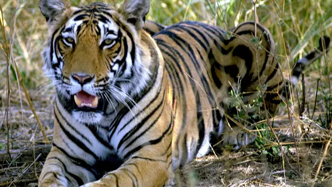 Golden Triangle with Ranthambore and Varanasi