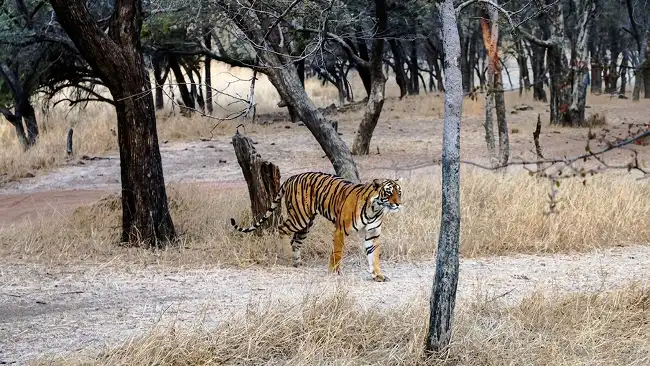 Golden Triangle with Ranthambore