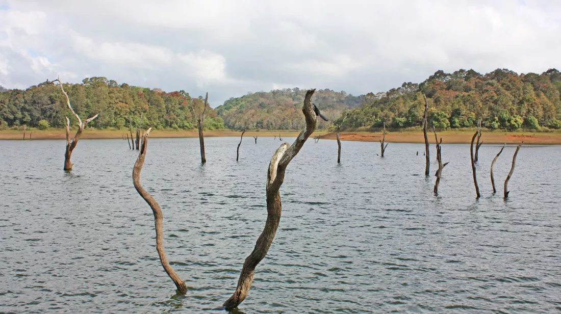 periyar-national-park-thekkady