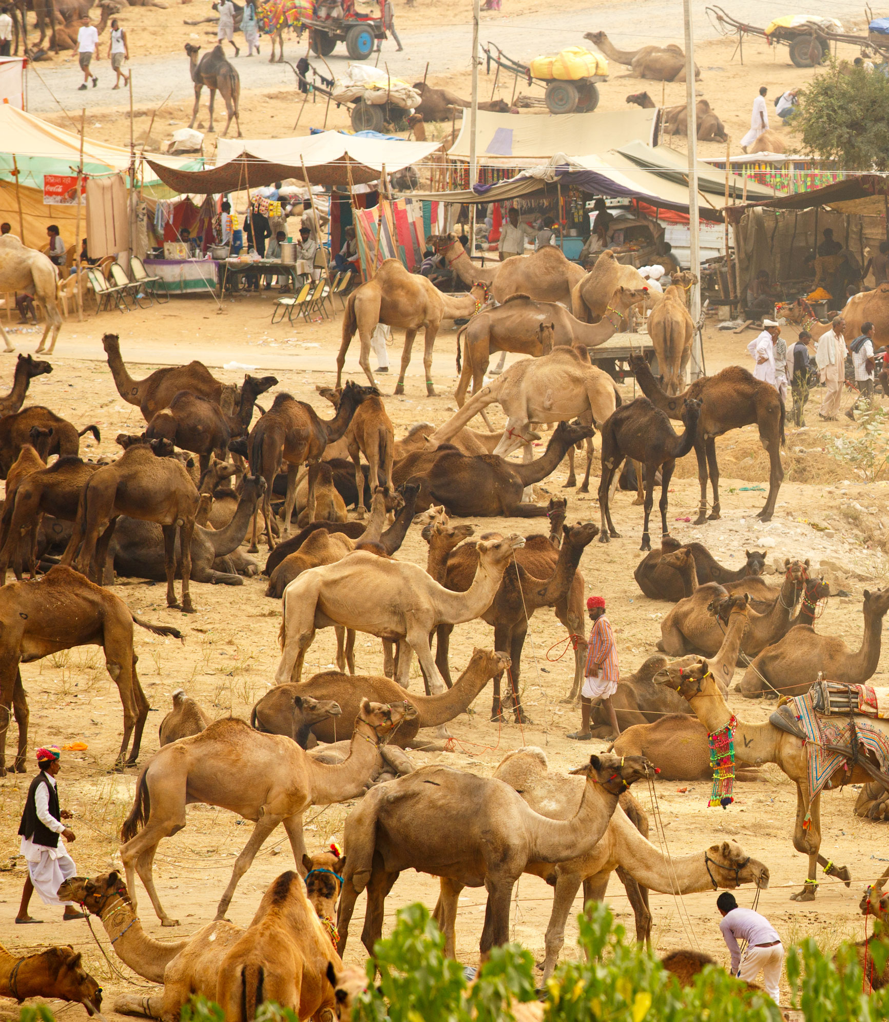 Royal Rajasthan with Pushkar Fair