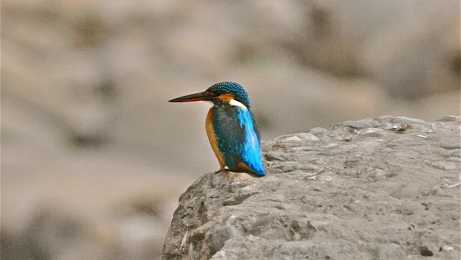 Rajasthan Bird Tour