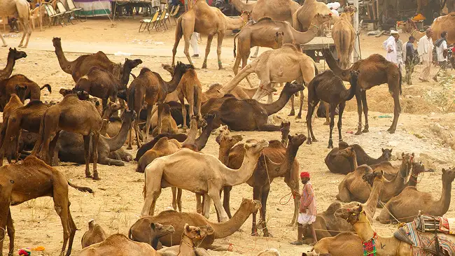 Royal Rajasthan with Pushkar Fair