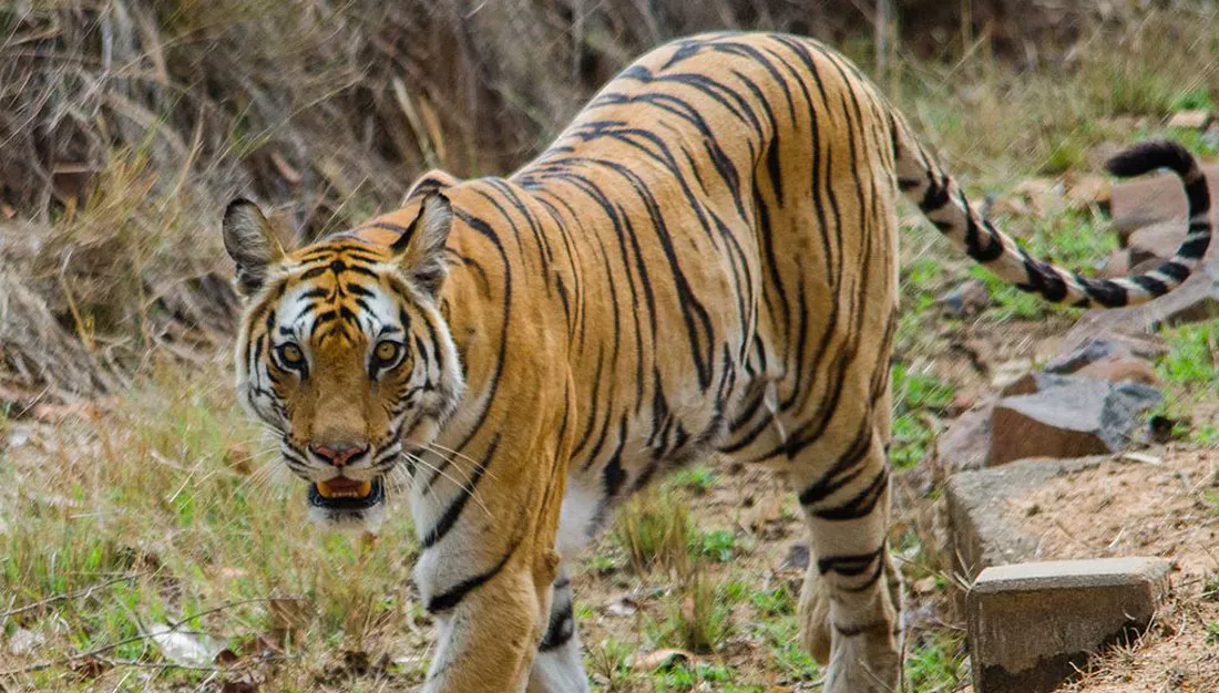 badhavgarh-national-park