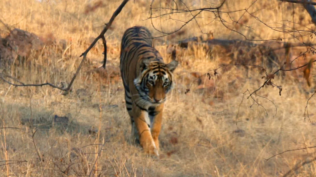 ranthambore-national-park