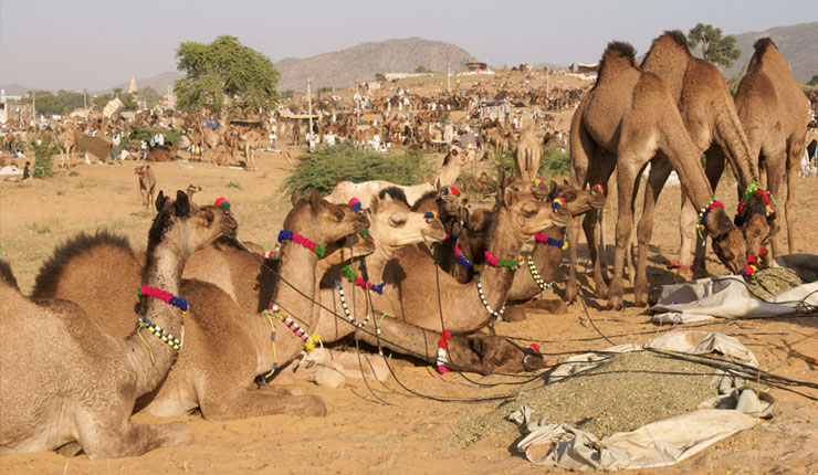 Royal Rajasthan with Pushkar Fair