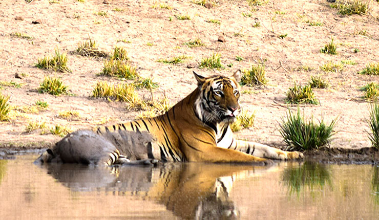 Ultimate Taj Safari Tour