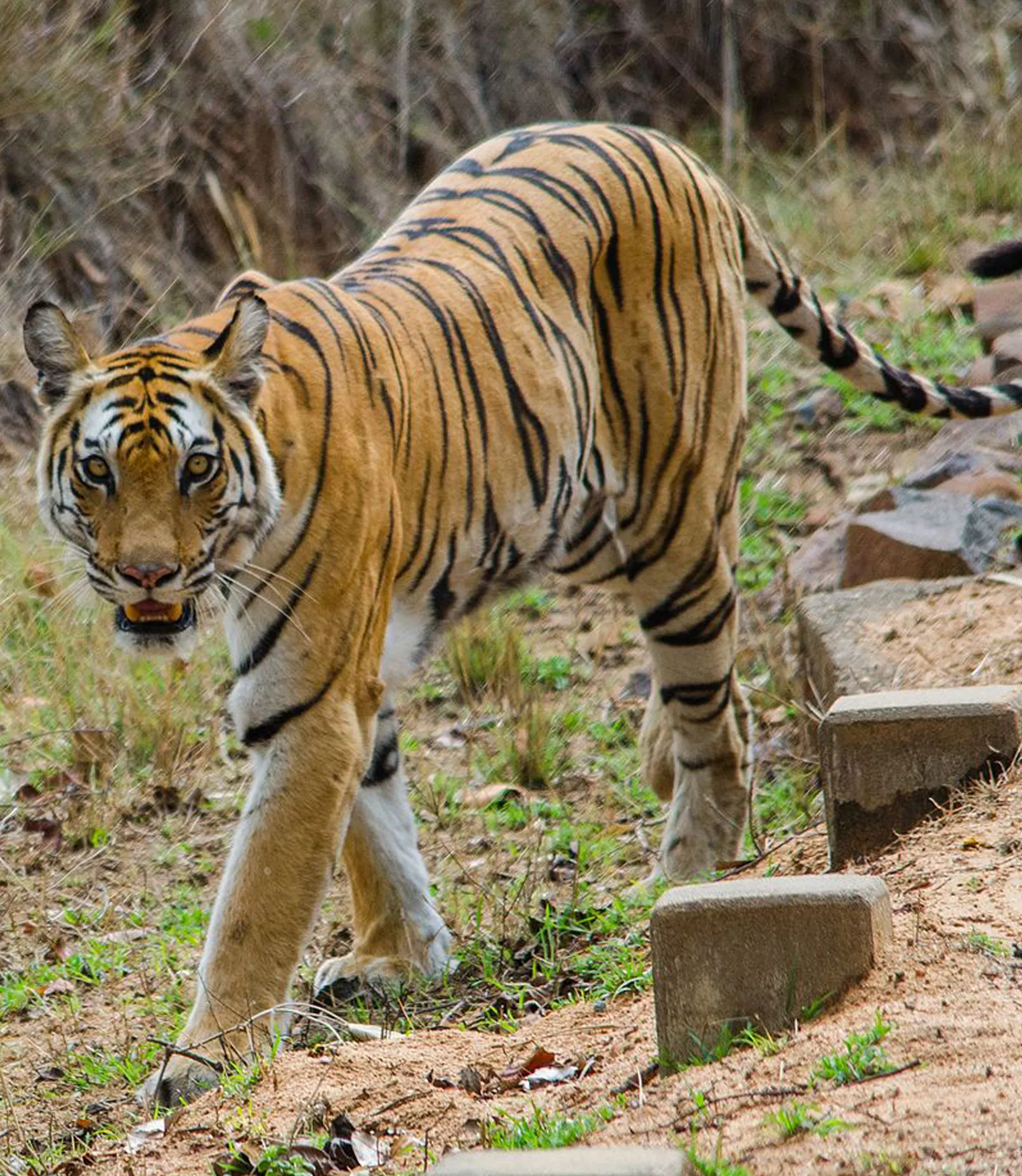 Badhavgarh National Park