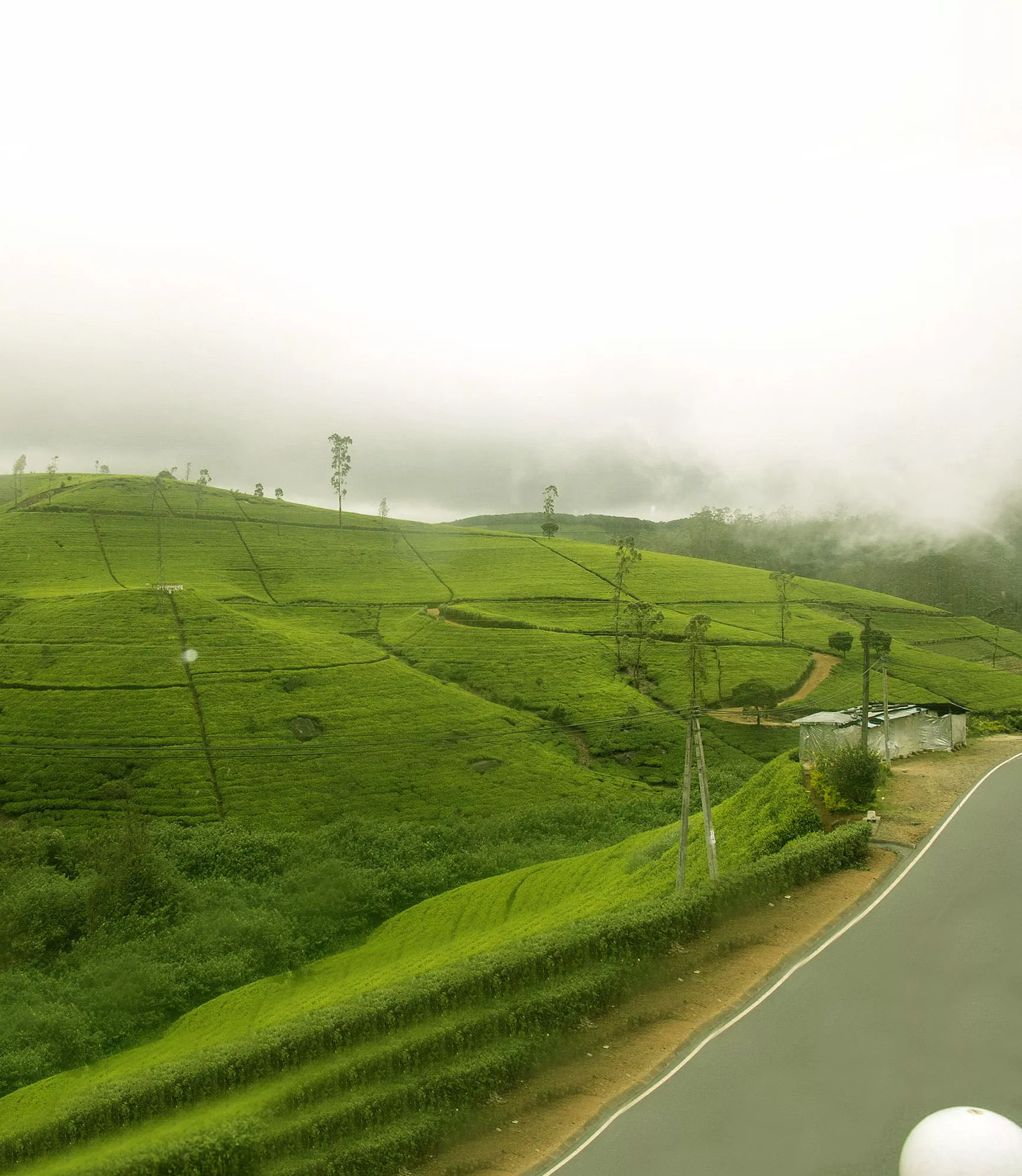 Tea Gardens, Nuwara Eliya