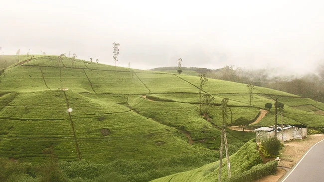 Incredible Sri Lanka with Duruthu Maha Perahera