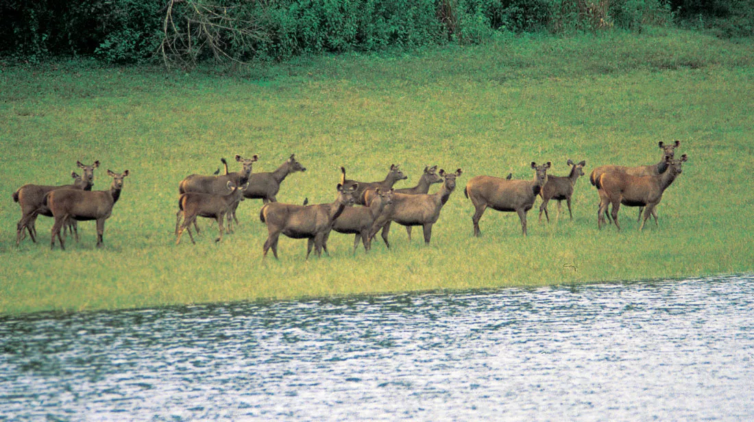 periyar-national-park-thekkady