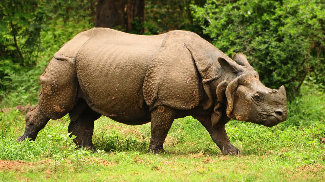 rhinoceros-at-kaziranga-national-park