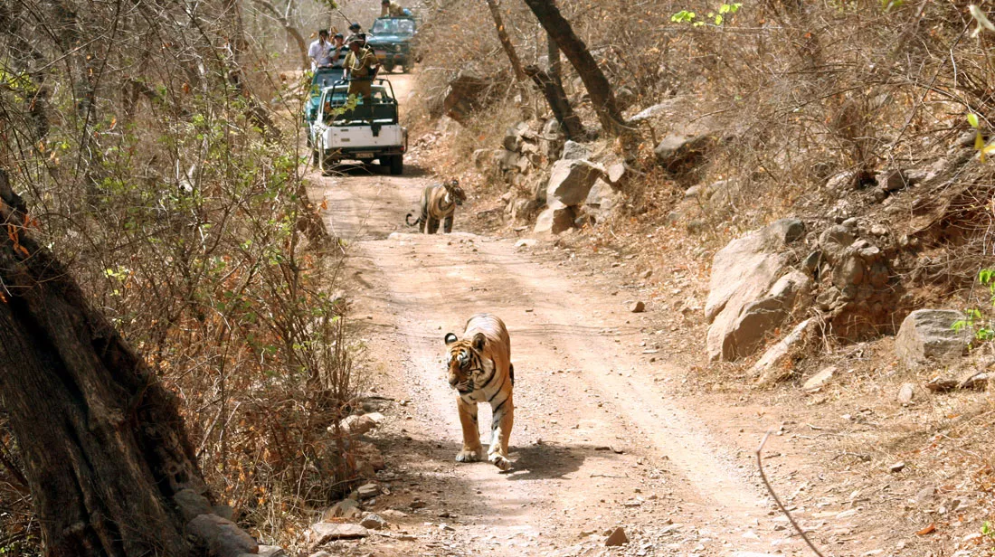 ranthambore-national-park