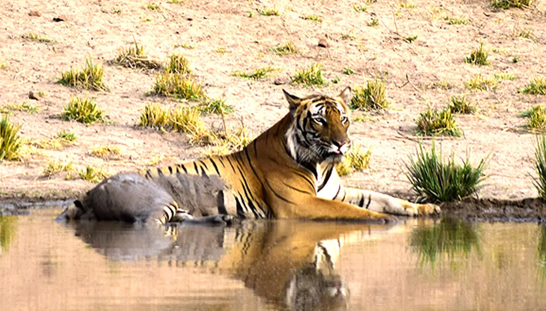 pench-national-park