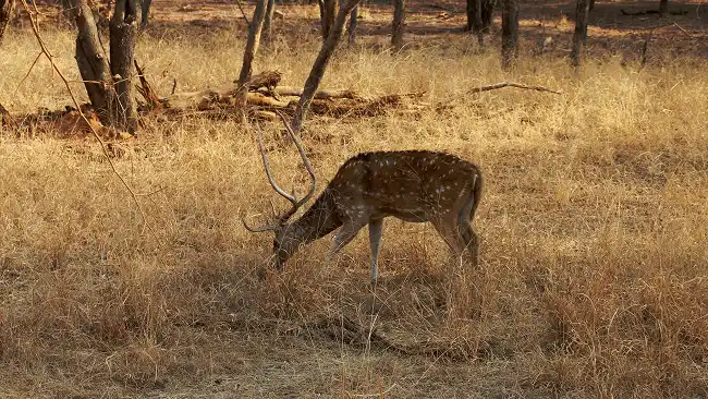 Rajasthan Wildlife Tour