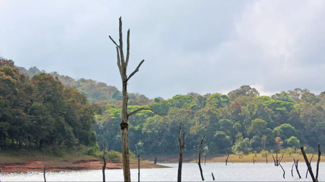 periyar-lake-thekkady