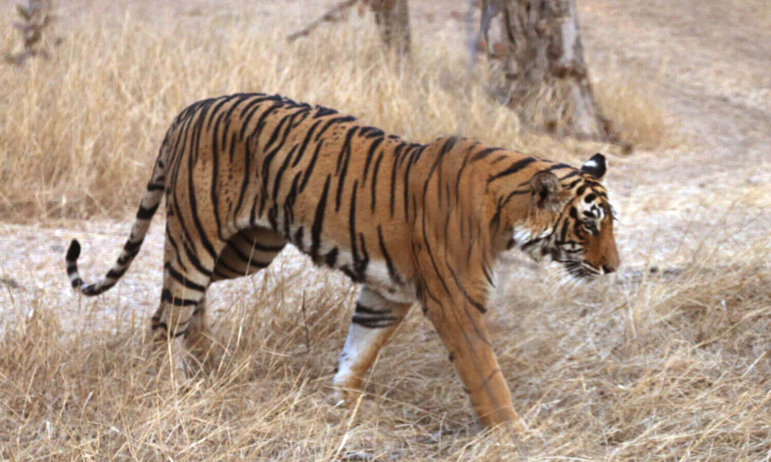 Ranthambore Tiger Reserve