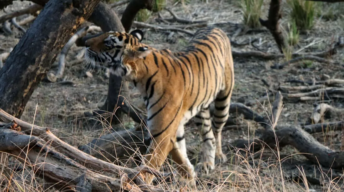ranthambore-national-park