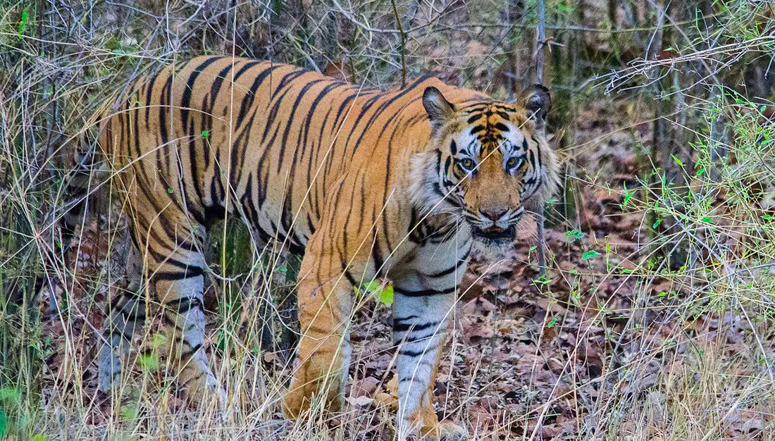 kanha-national-park