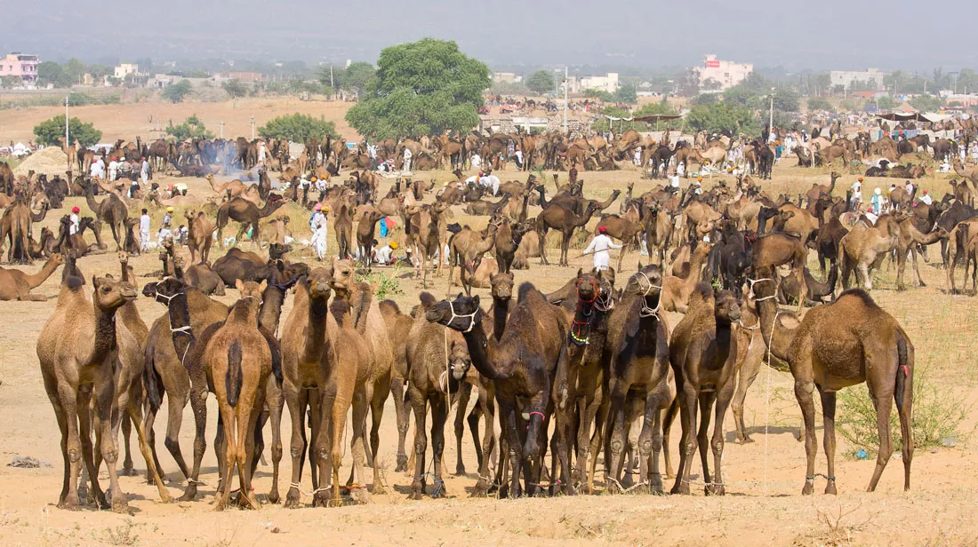 pushkar-festival