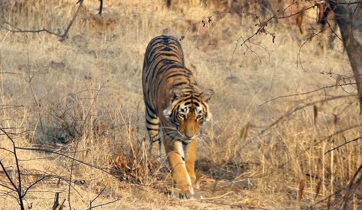 Luxury Golden Triangle with Ranthambore