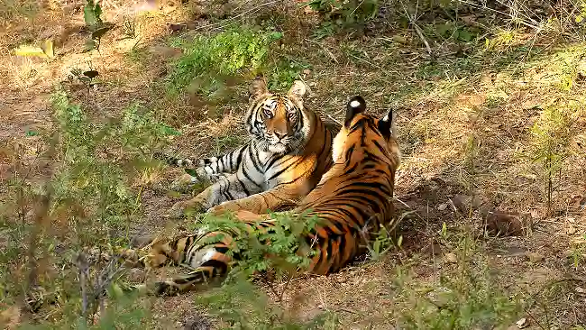 Tiger Safaris Tour