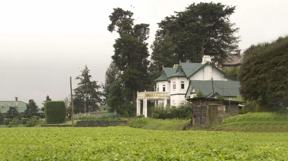 tea-gardens-nuwara-eliya