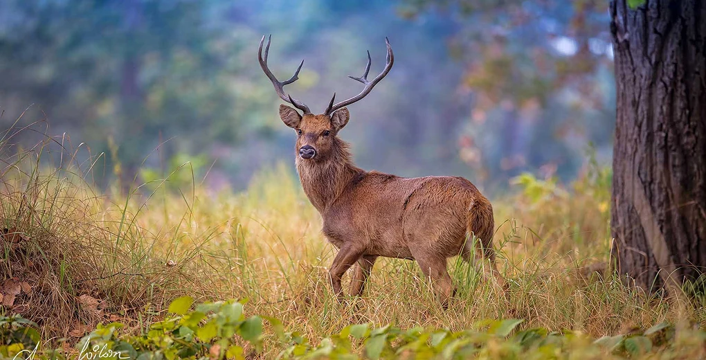 Indulgent and Exclusive - The Taj Safaris