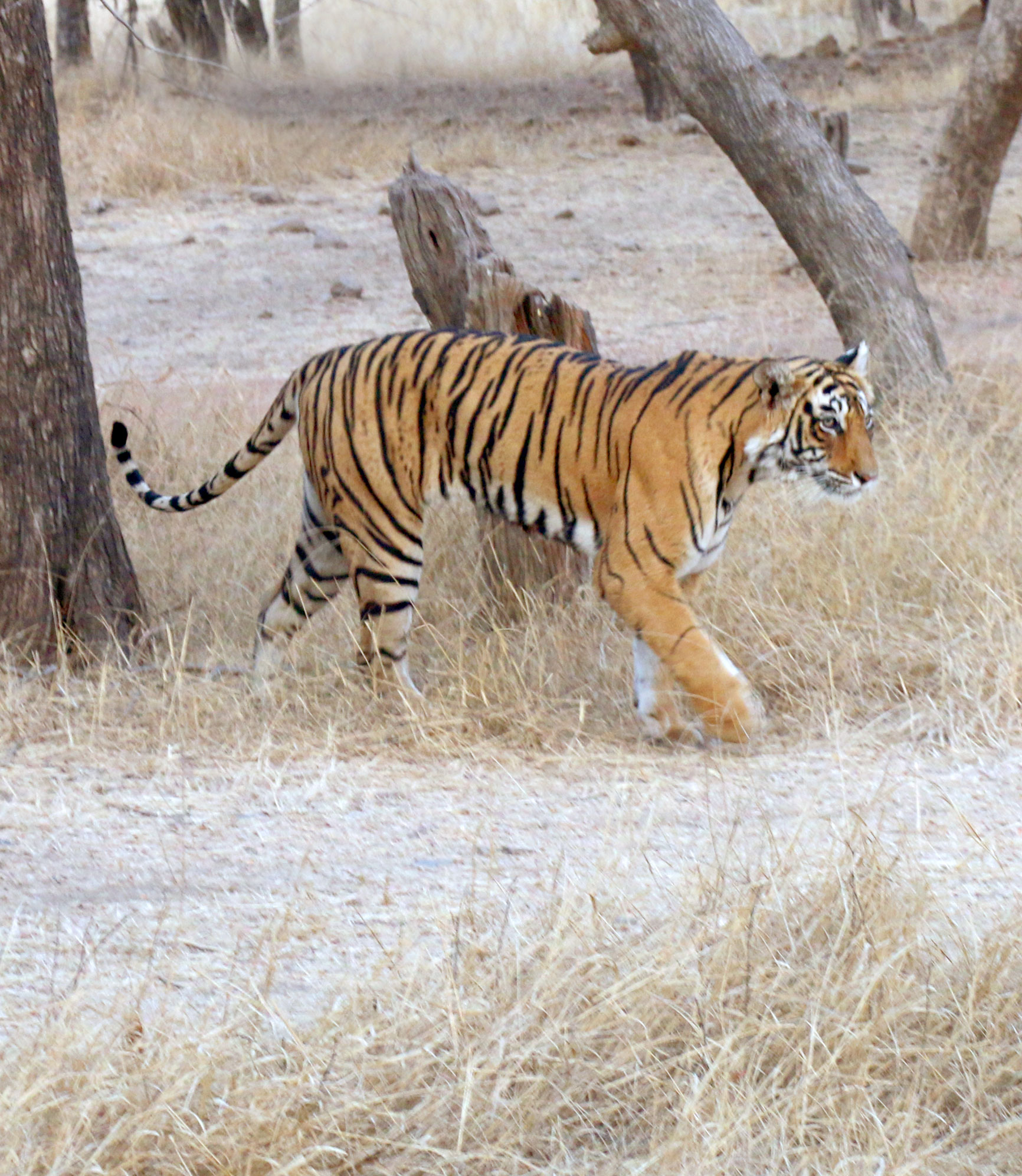 Luxury Golden Triangle with Ranthambore