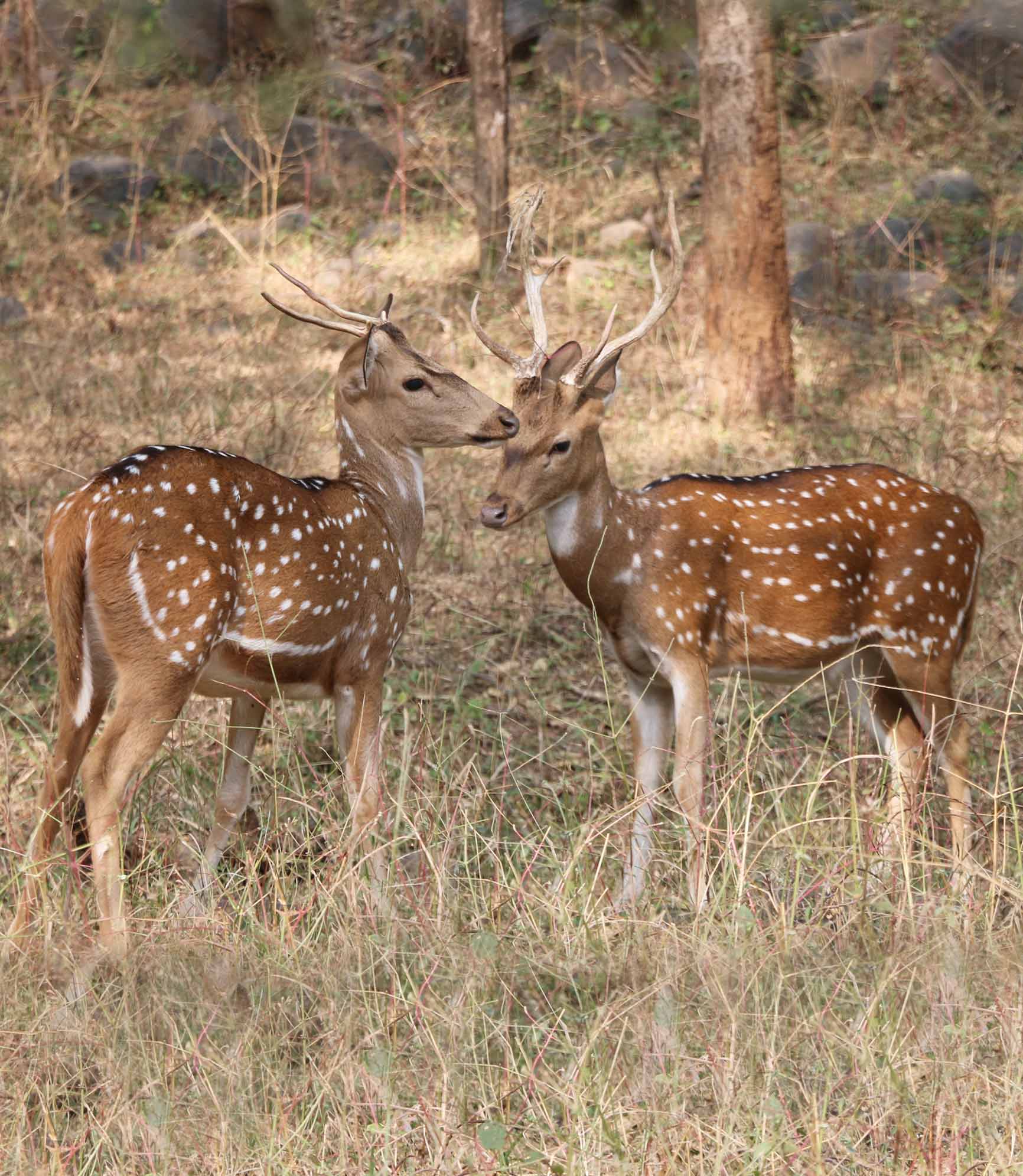 Rajasthan Wildlife Tour