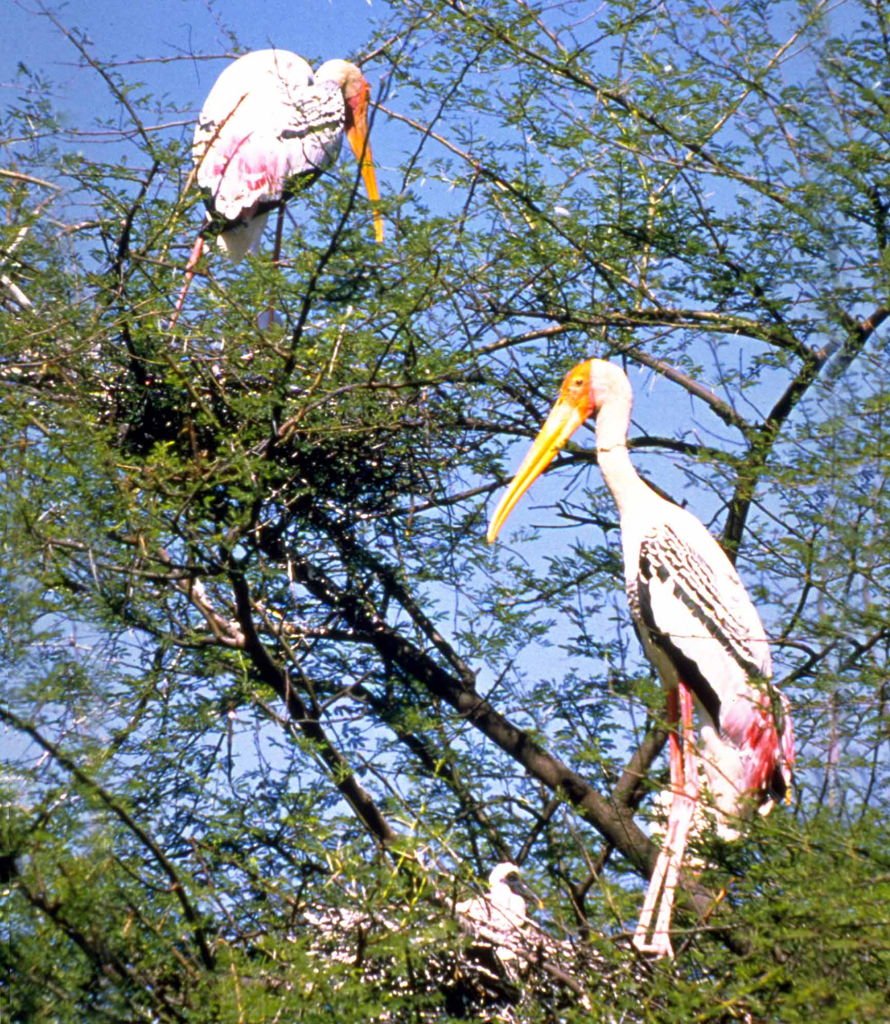 Rajasthan Bird Tour