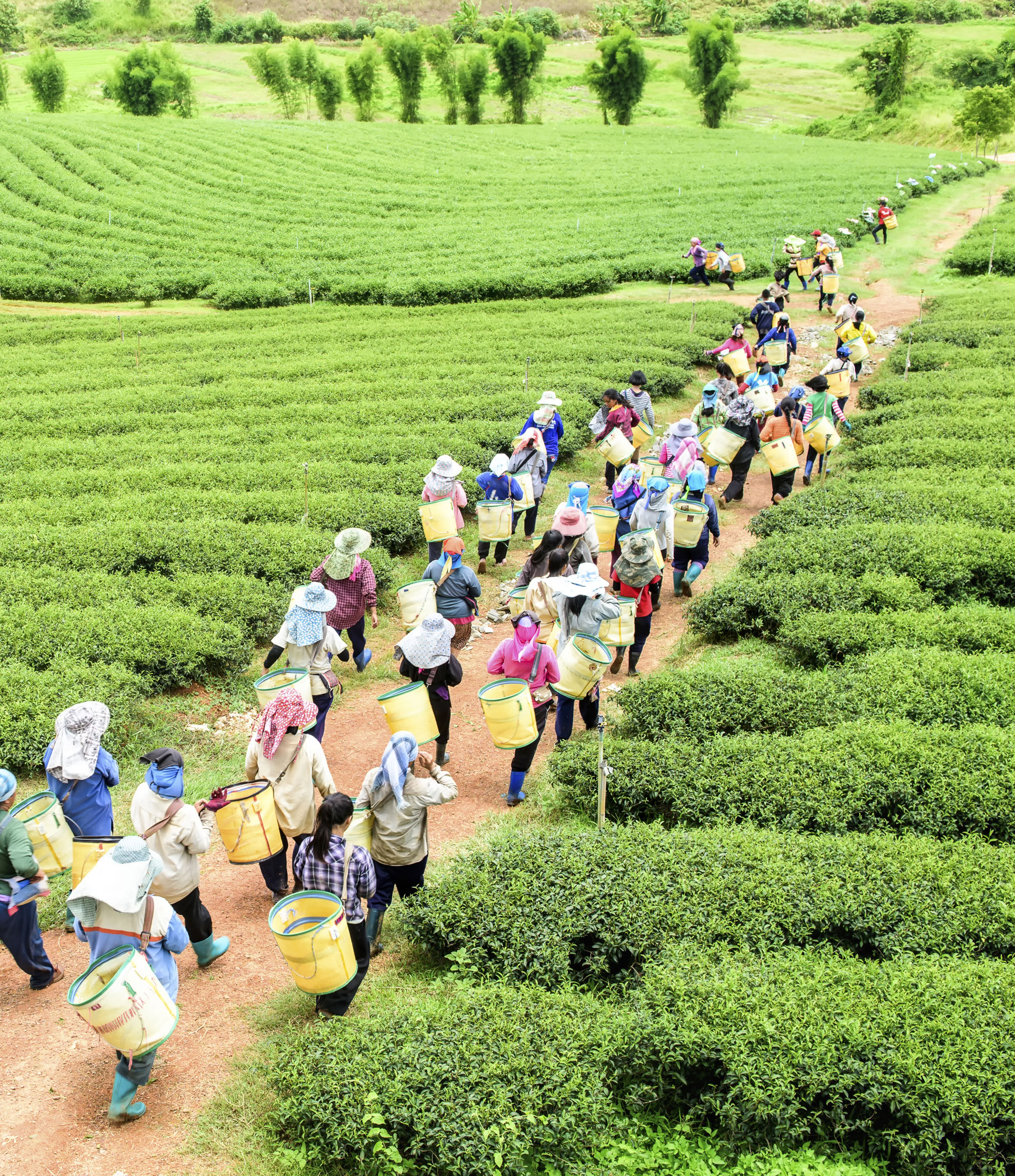 Tea Historic Tour of Assam